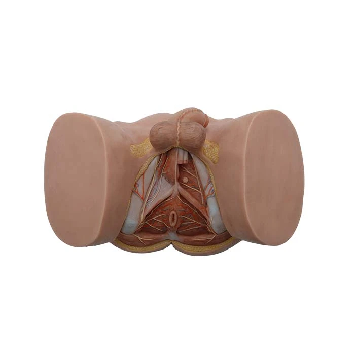 शारीरिक चिकित्सा मॉडल