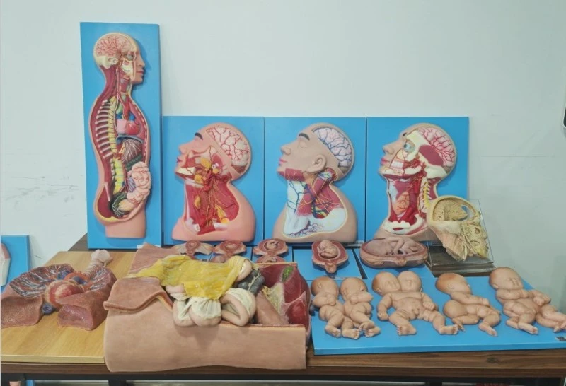 soft silicone anatomy models soft silicone anatomy models