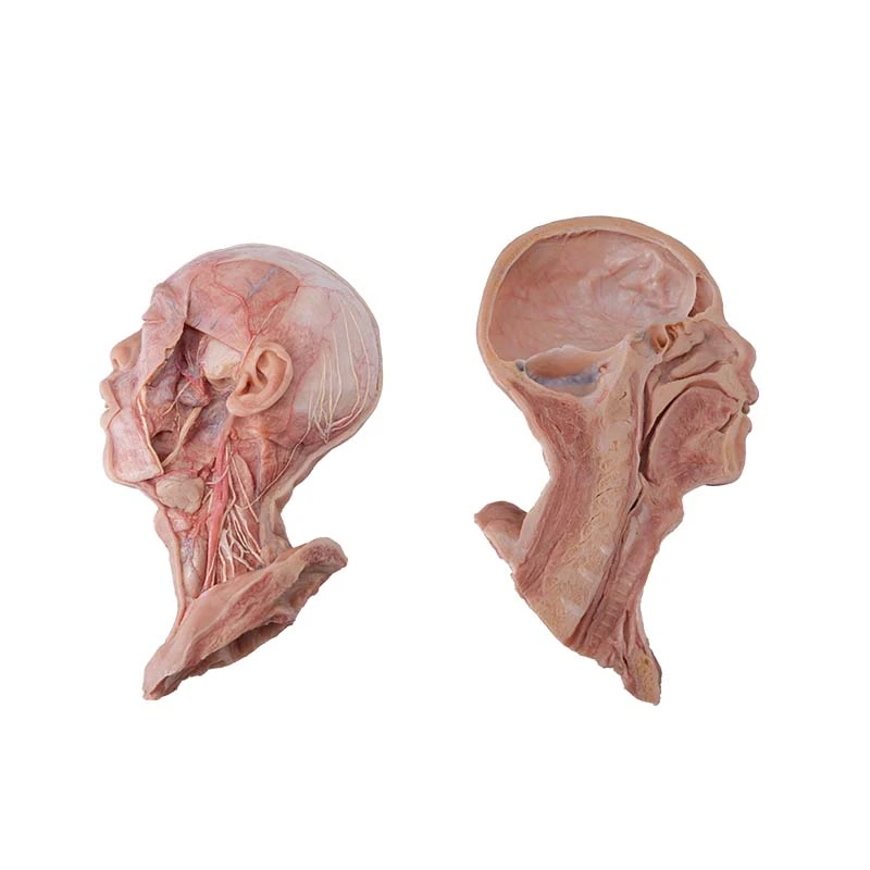 head and neck model head and neck model