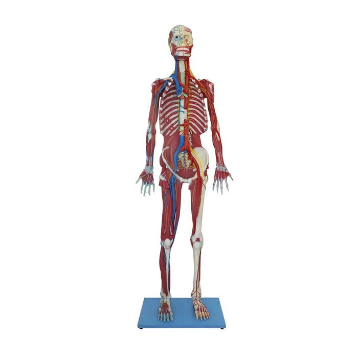 life size human body model life size human body model