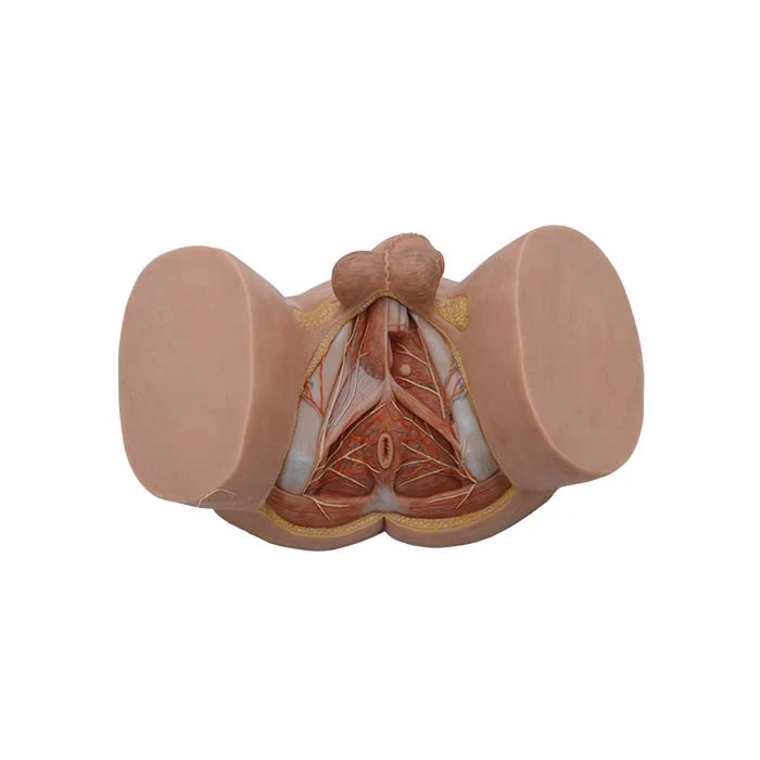 soft simulated male perineum model soft simulated male perineum model