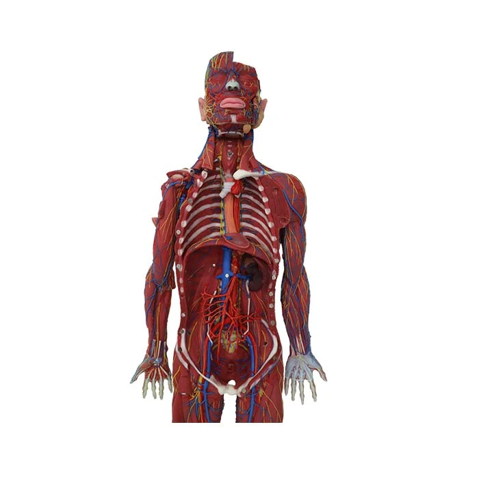 human body anatomy model human body anatomy model