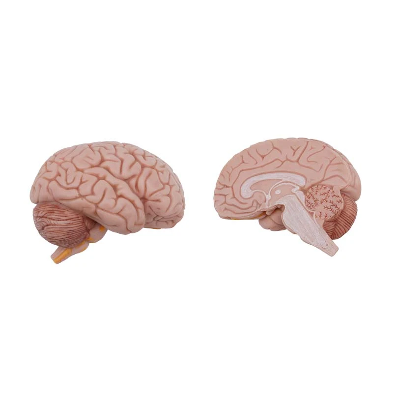 Brain Model Brain Model